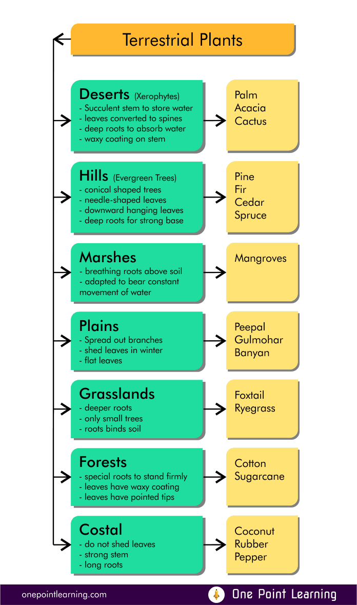 Adaptations in Terrestrial plants