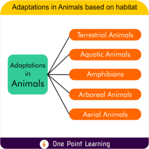 Adaptations In Animals Class 4 Free PDF Download