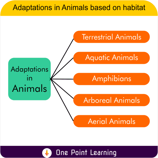 Adaptations in animals based on their habitat
