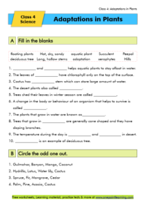 Adaptations in plants Class 4 Free Worksheet PDF