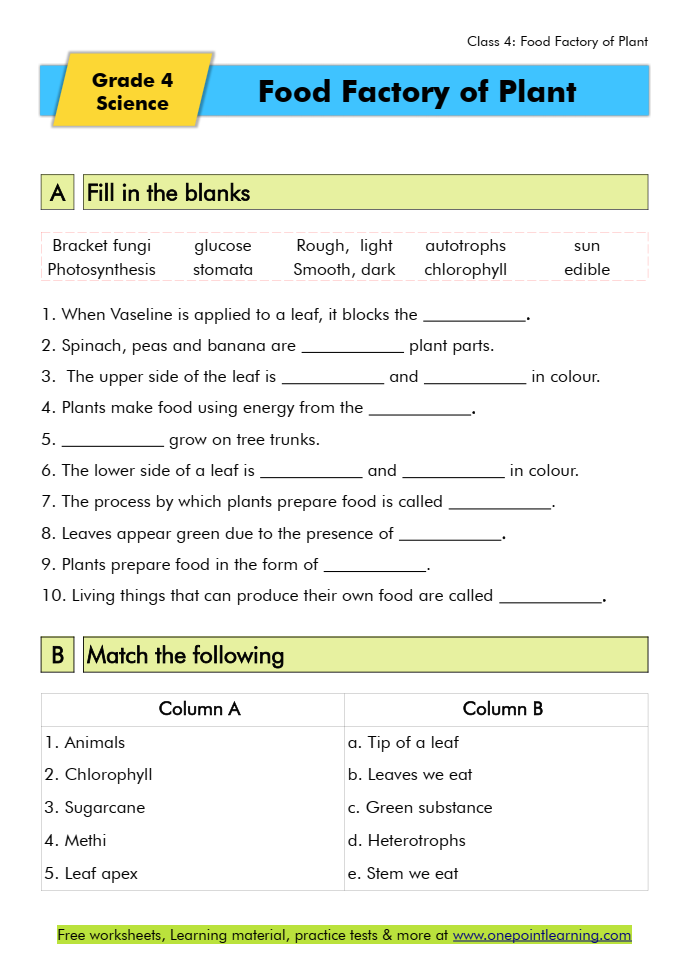 worksheet food factory of plants class 4