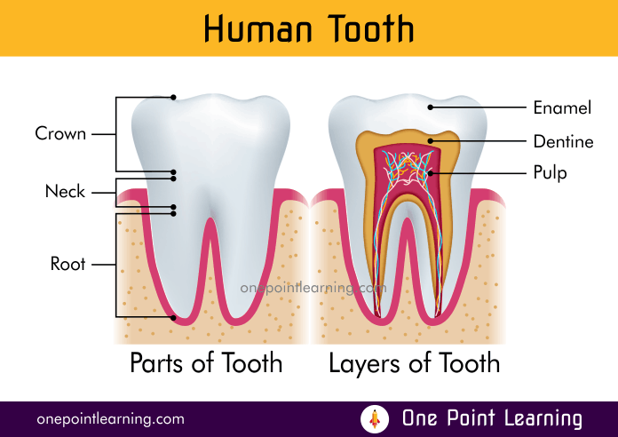 Human tooth Anatomy