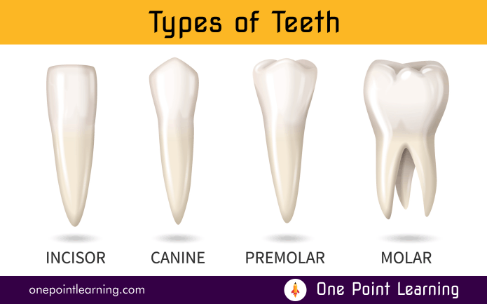 Types of teeth class 4