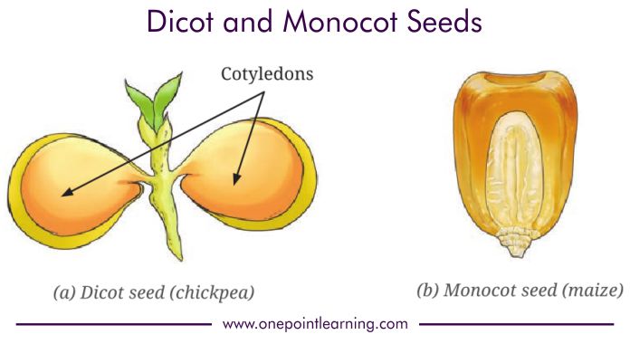 Class 6 Science chapter 2 classification of seeds