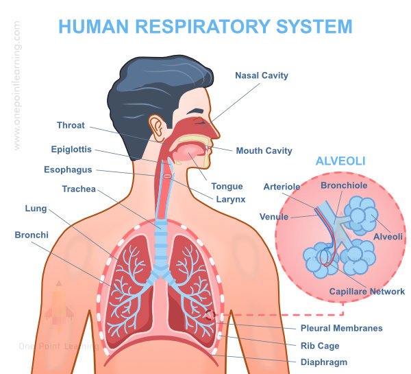 Life Processes in Animals - Human Respiratory System